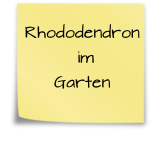 Rhododendron  im  Garten